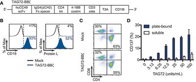 Effective Targeting of TAG72+ Peritoneal Ovarian Tumors via Regional Delivery of CAR-Engineered T Cells